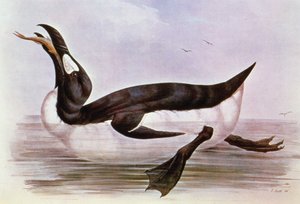 The Great Auk, illustration from 